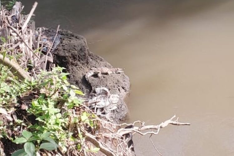 Damkar Bantul Evakuasi Buaya yang Sedang Berjemur di Tepi Sungai Opak