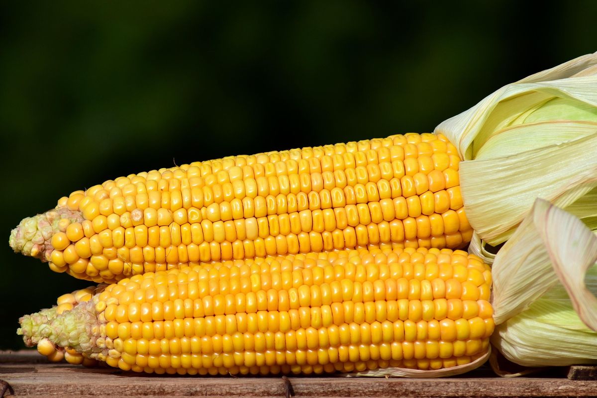 Ilustrasi jagung.