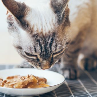 Ilustrasi kucing makan makanan basah atau wet food. 