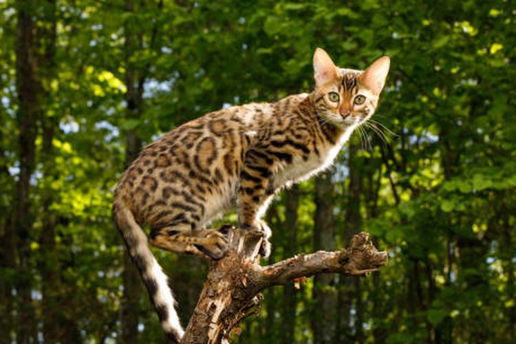 Mengenal Ras Kucing Bengal, Karakteristik dan Cara Perawatannya