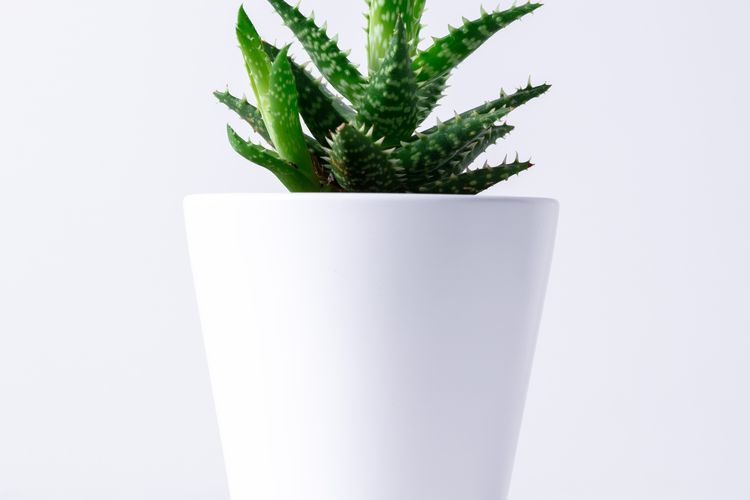 Ilustrasi lidah buaya