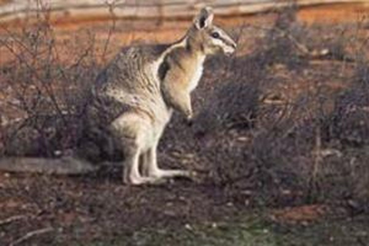 Kangguru Wallaby