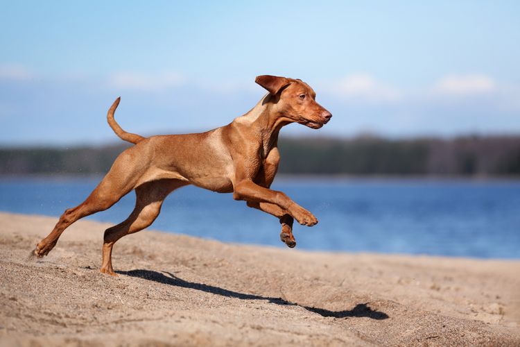 Ilustrasi anjing Vizsla sedang berlari di pantai.