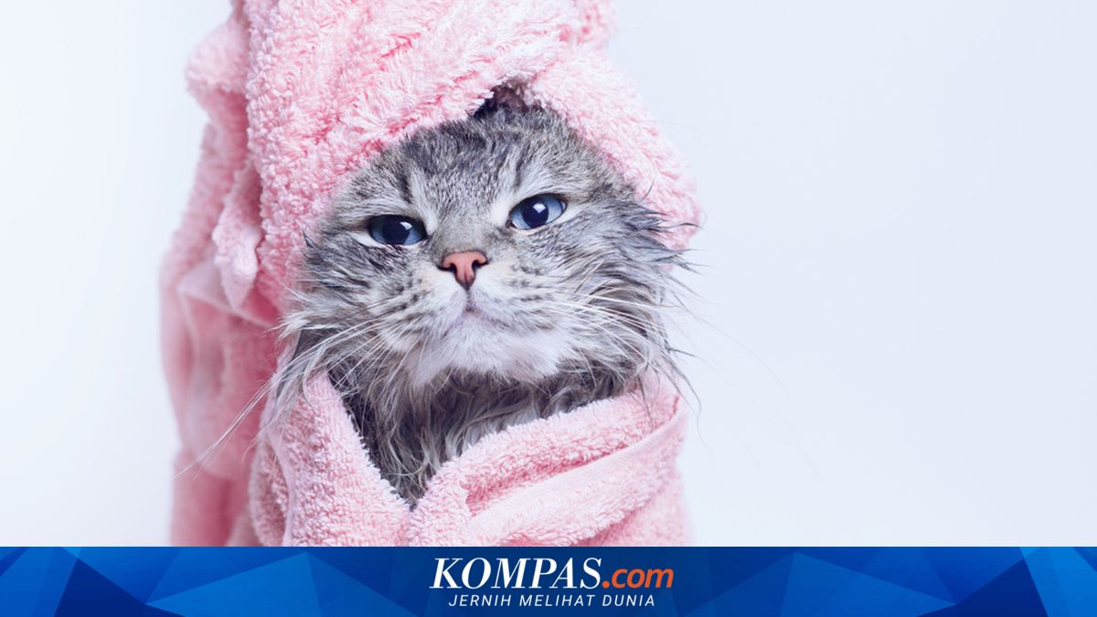 Selain Baim Wong, Ini 8 Artis Pencinta Kucing