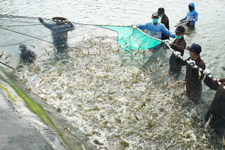 Sekolah Usaha Perikanan Menengah (SUPM) Kotaagung Lampung menggelar kegiatan panen udang vanname di Lampung, Sabtu-Minggu, 16-17 April 2022.