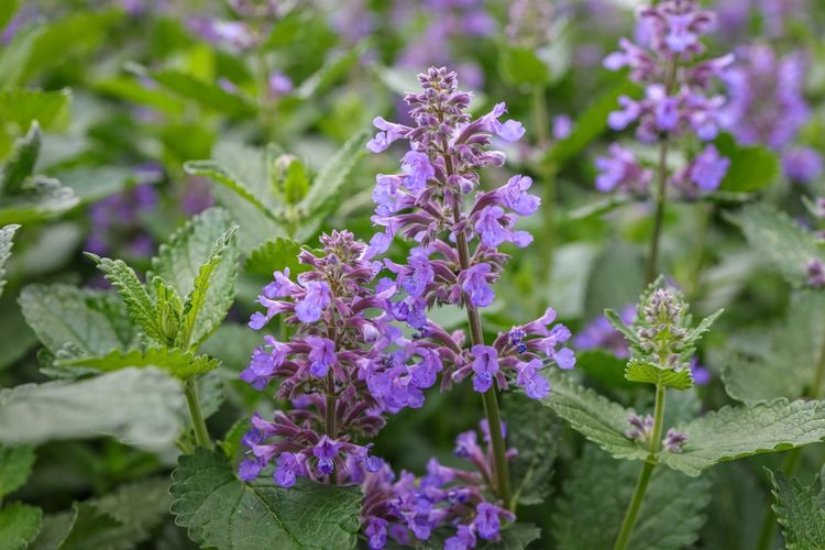 Ilustrasi tanaman catmint, ilustrasi Eastern catmint. 