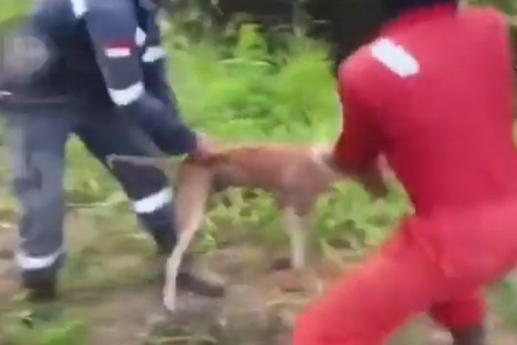 Tangkapan layar video viral buruh PT JML melemparkan anjing hidup untuk dimangsa buaya muara di Sebaung Nunukan Kaltara
