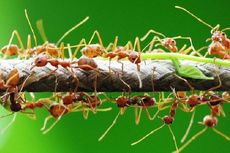 Apa yang Terjadi jika Hutan Kalimantan Tak Punya Semut?