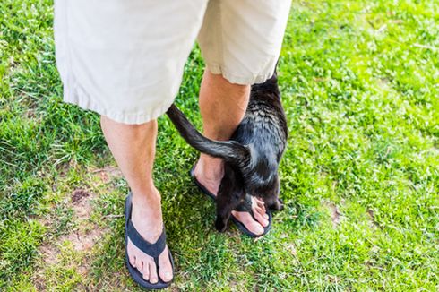 3 Alasan Kucing Menggosokkan Tubuhnya ke Kaki Kita