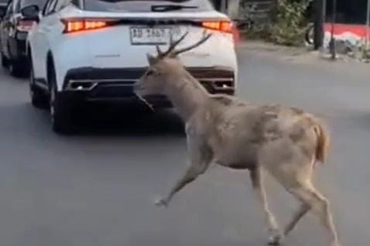 Ramai Video Rusa Taman Sriwedari Solo Lepas Kembali, Disbudpar: Video Lama