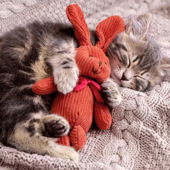Ilustrasi kucing tidur di tempat tidur. Ini adalah salah satu penyebab alergen yang memicu kondisi rumah tidak sehat. 