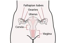 Serviks: Pengertian dan Fungsinya