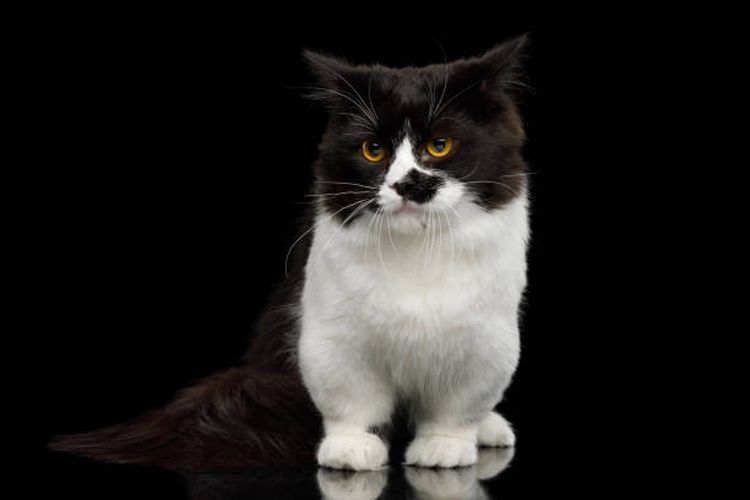 ilustrasi ras kucing Munchkin hitam putih.