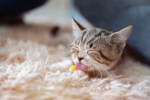 5 Penyebab Kucing Menjilat Karpet