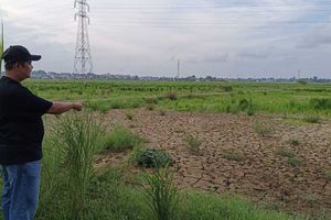 Tiga Bulan Berlalu, Sawah Korban Banjir Aceh Utara Masih Penuh Lumpur