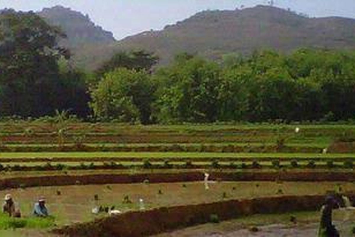 Ilustrasi: Areal tanaman padi.