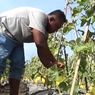 Kisah Sukses Eko Budidaya Melon Emas, Omzet Rp 75 Juta Sekali Panen