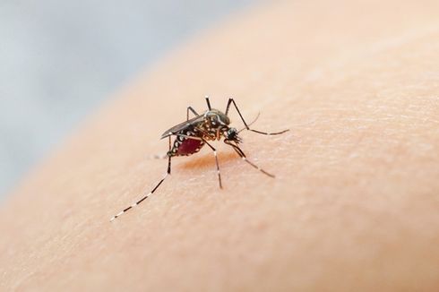Cara Alami Mengusir Nyamuk Tanpa Membahayakan Hewan Peliharaan