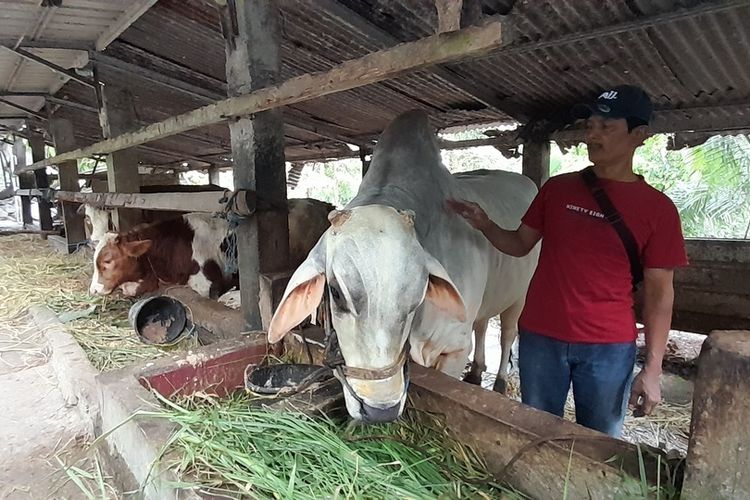 Cerita Guru Sutarna: Tekun Beternak sejak Kecil, Kini Sapinya Jadi Hewan Kurban Presiden