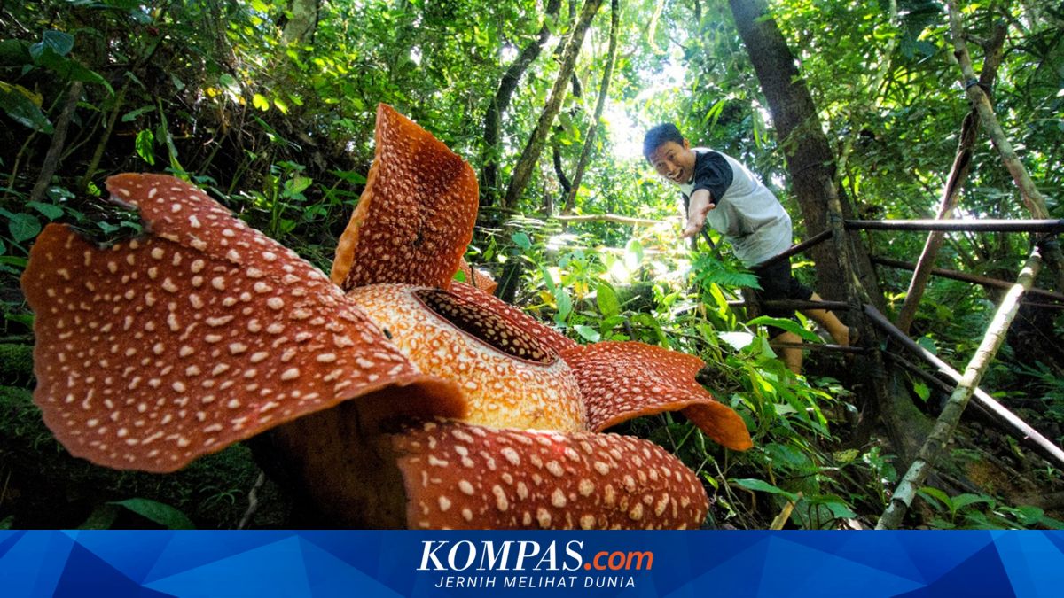 Selain Indonesia, di Mana Bisa Kita Temukan Bunga Rafflesia?