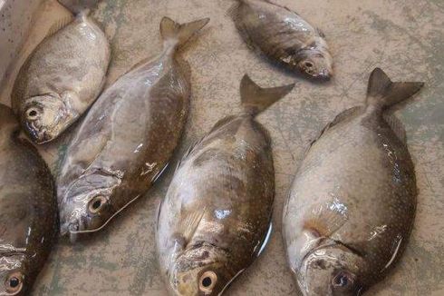 Dipercaya Bawa Keberuntungan, Ikan Dingkis Tembus Rp 500.000 Per Kg Jelang Imlek di Batam