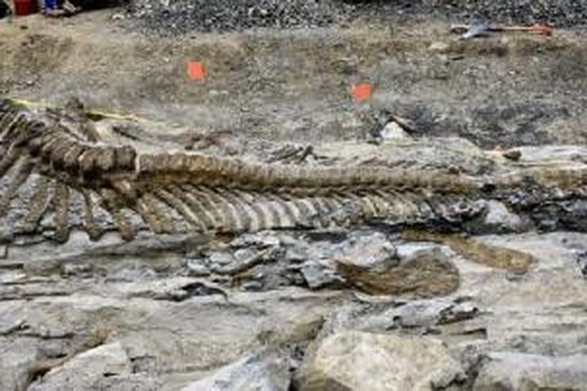 Ekor hadrosaurus ditemukan di Meksiko, panjangnya mencapai 5 meter.