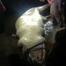 Dikira Memangsa Bocah, Buaya 6 Meter Dibunuh dan Dibedah, Ternyata Perut Berisi Kura-kura