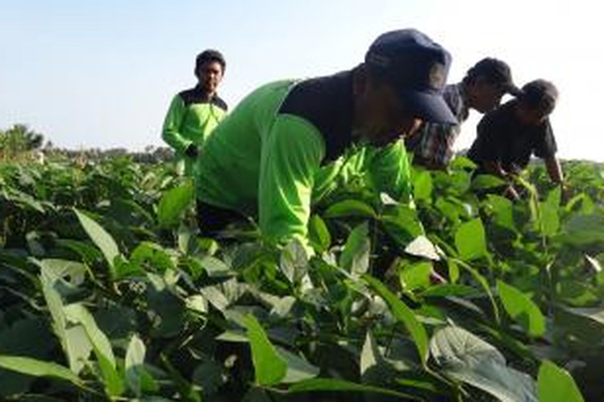 Petani Kedelai di Desa Sukorejo, Kecamatan Bangsalsari, Jember, Jawa Timur beberapa waktu lalu