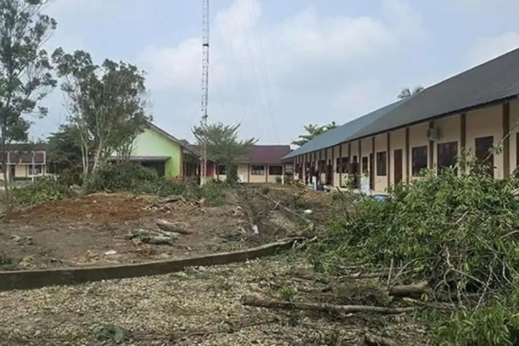 Viral Kepala Sekolah Tebang Pohon di Aceh Timur, Didemo Murid, Dicopot Dinas