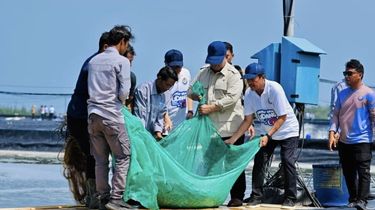 Presiden Prabowo Panen Raya Udang Vaname di Kebumen, 1 Hektar Capai 40 Ton 