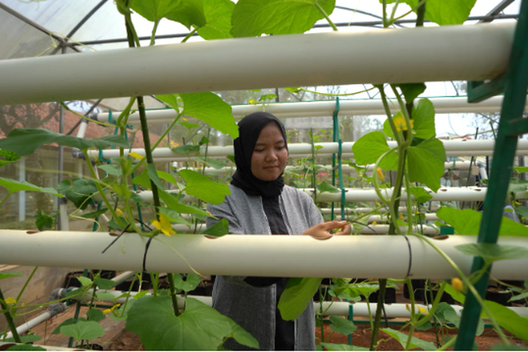 Ratna Komala setelah menyelesaikan studinya di SMKN 2 Subang. Setelah lulus dari bangku SMK tahun 2020, alumnus Jurusan Agribisnis Tanaman Pangan dan Hortikultura ini sukses berwirausaha di bidang sayuran.

