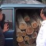 2 Pelaku Pembalakan Liar di Ngawi Ditangkap, Ratusan Gelondongan Kayu Jati Ilegal Disita