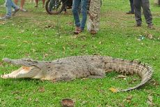 Tersesat, Buaya Muara Masuk ke Permukiman Warga 