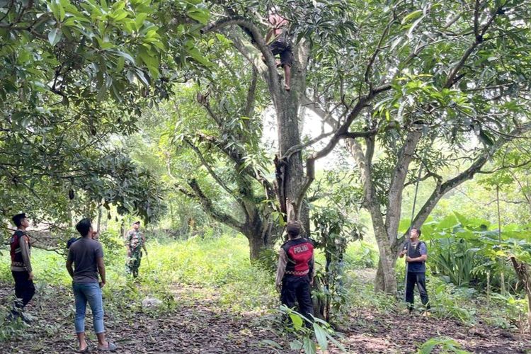 ODGJ panjat pohon saat hendak diamankan polisi