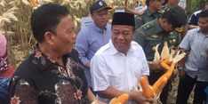 Petani di Lamongan dan Tuban Berhasil Panen 30.000 Ton Jagung