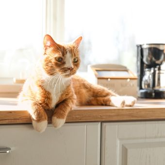 Ilustrasi kucing berada di meja dapur.
