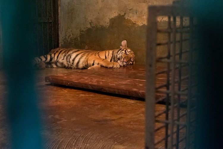 Huru dan Hara Anak Harimau Benggala Mati dalam 2 Hari Beruntun di Bandung Zoo, Ini Penyebabnya