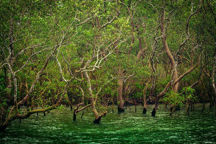 Kawasan hutan Sundarbans di India