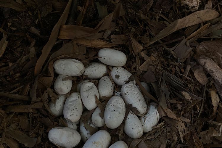 King Kobra Bersarang di Kebun Warga Tabanan, 23 Butir Telur Ditemukan