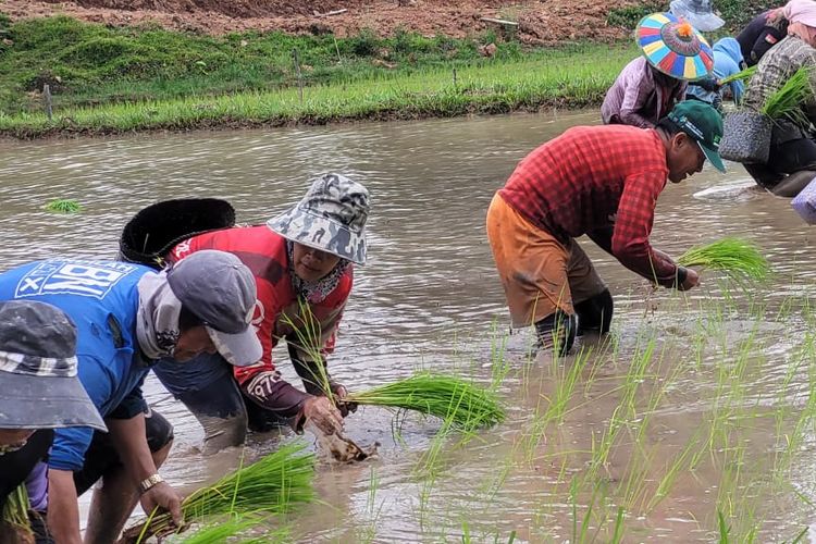 Musim tanam, sejumlah petani Krayan, Kaltara sedang menanam padi organik Adan 