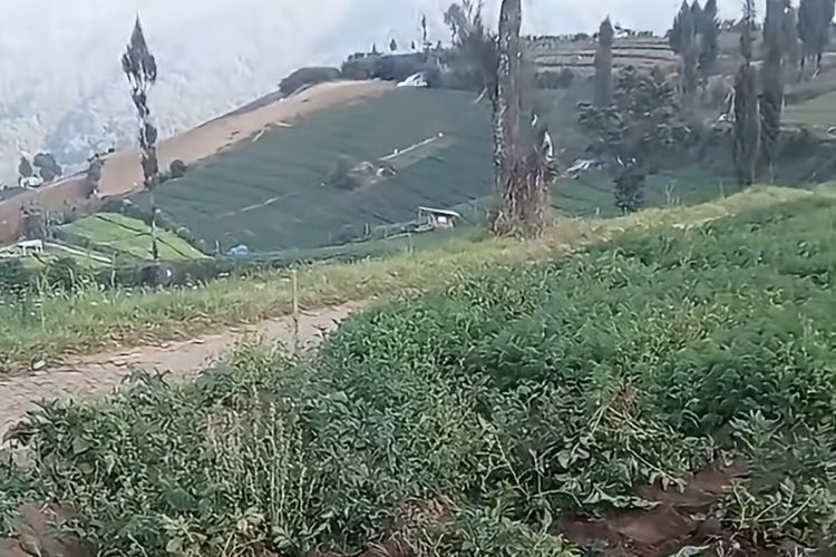 Tanaman Kentang Petani di Kota Batu Diduga Digondol Maling, Lahan Porak-poranda
