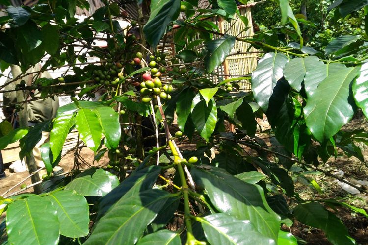 Pohon kopi di halaman rumah warga di Dusun Legen, Desa Karanganyar, Kecamatan Sumberwringin, Bondowoso, Jawa Timur, Selasa (22/5/2018).