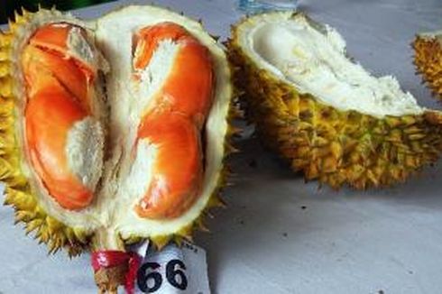 Bulan April-Mei, Siap-siap Pesta Durian Merah di Banyuwangi