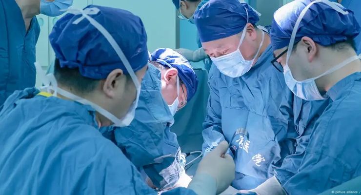 Transplantasi Paru-Paru Babi ke Manusia Pertama Kali Dicoba di China