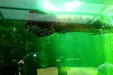 10 Tahun Bertahan Hidup, Ukuran Ikan Arapaima Ini Capai 3,5 Meter