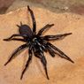 Laba-laba Funnel-Web Sydney, Spesies Paling Beracun di Dunia