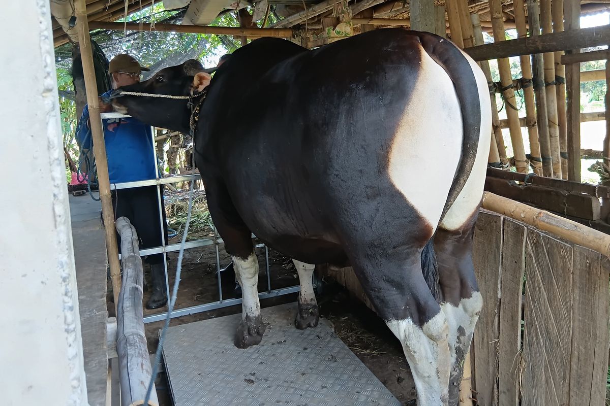Sapi berbobot 7,7 kuintal di Desa Petandakan, Kecamatan Buleleng Kabupaten Buleleng, Provinsi Bali, yang dibeli Presiden Prabowo Subianto untuk kurban, Rabu (28/5/2025).