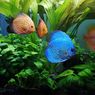Kiat Sukses Hobi Aquascape Selama Pandemi Covid-19