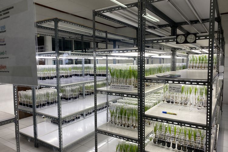 Laboratorium produksi bibit kelapa kopyor, PPKS Bogor