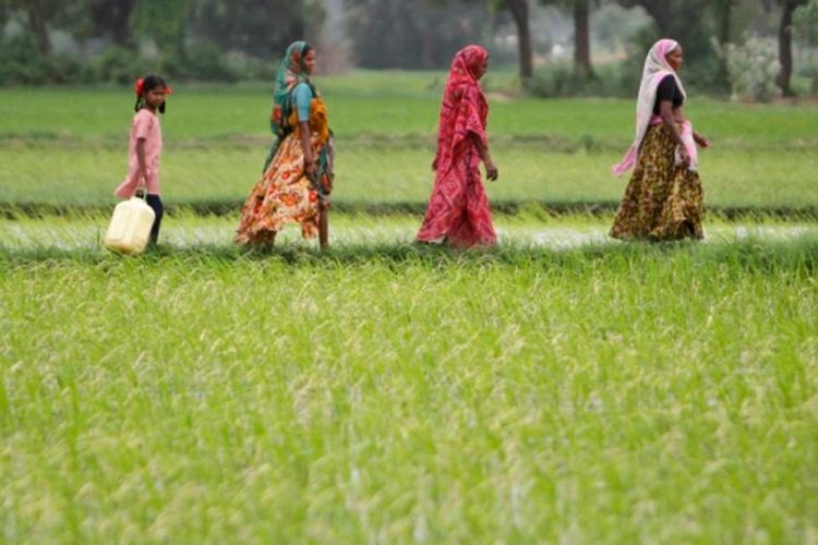 Petani berjalan melalui sawah di Desa Bhat di pinggiran kota Ahmedabad, India barat, 30 Juli 2012.